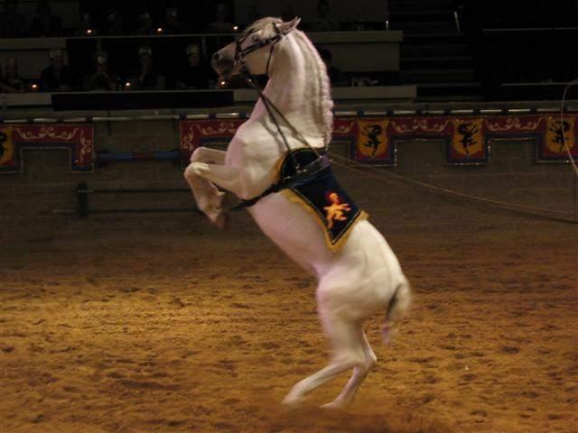 Medieval Times - Shannons 23rd Bday 35.JPG